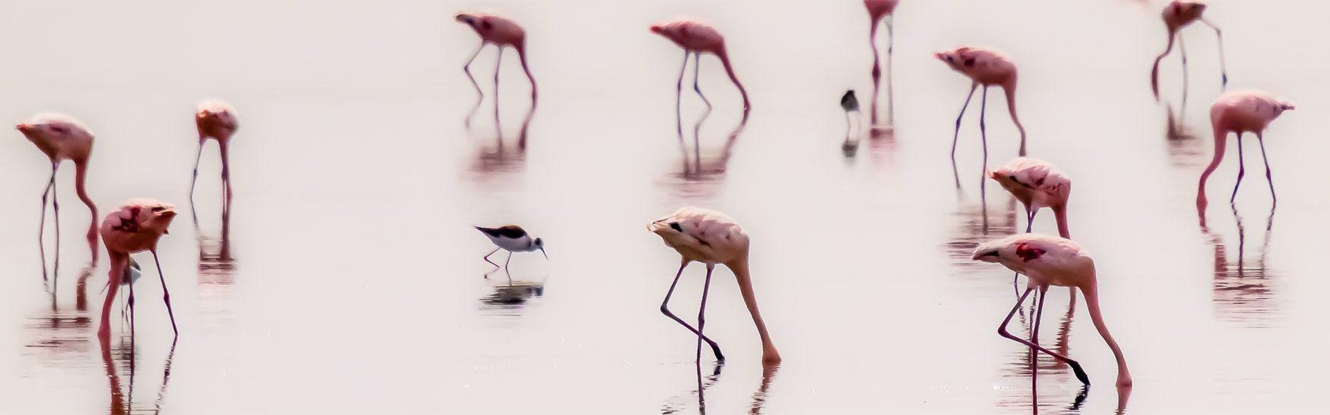 Flamingos suchend |  Mike Lippke / Chamleon