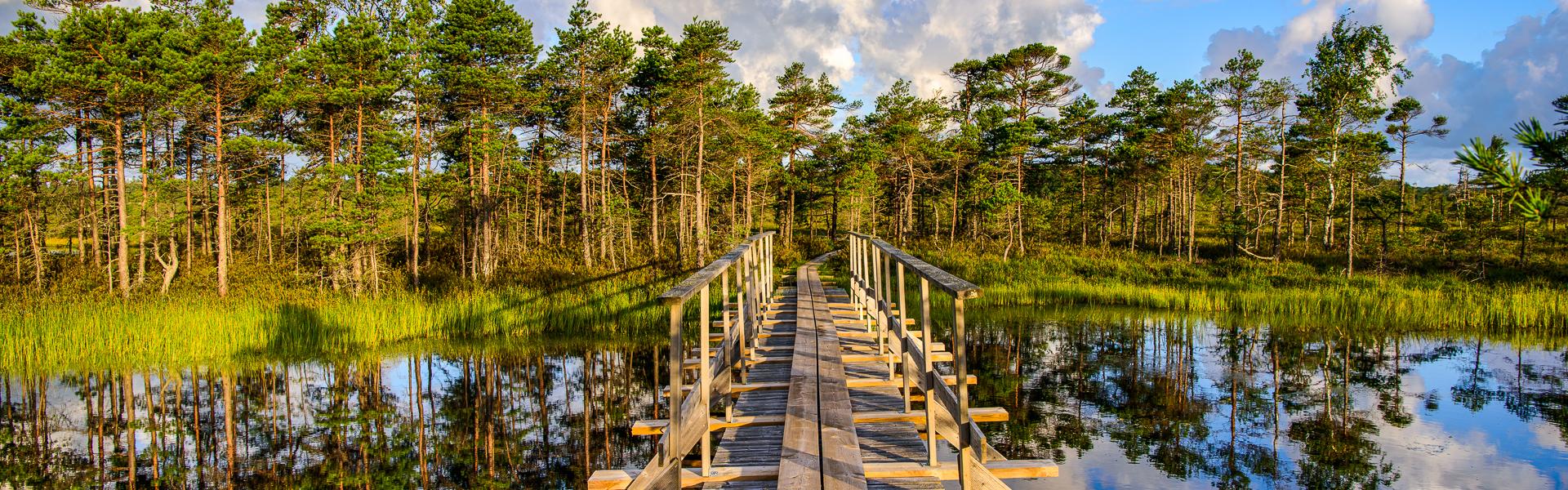 Moorlandschaft in Estland |  Sven Zacek, Visit Estonia / Chamleon