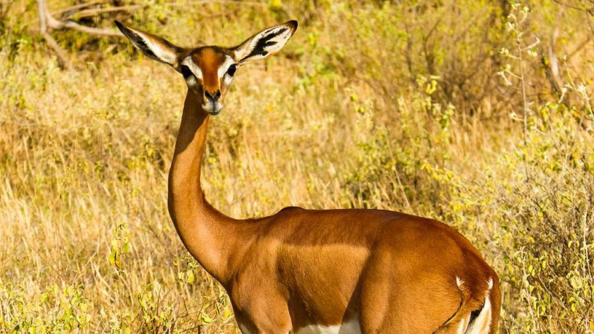 Giraffengazelle |  Andreas Mosig / Chamleon