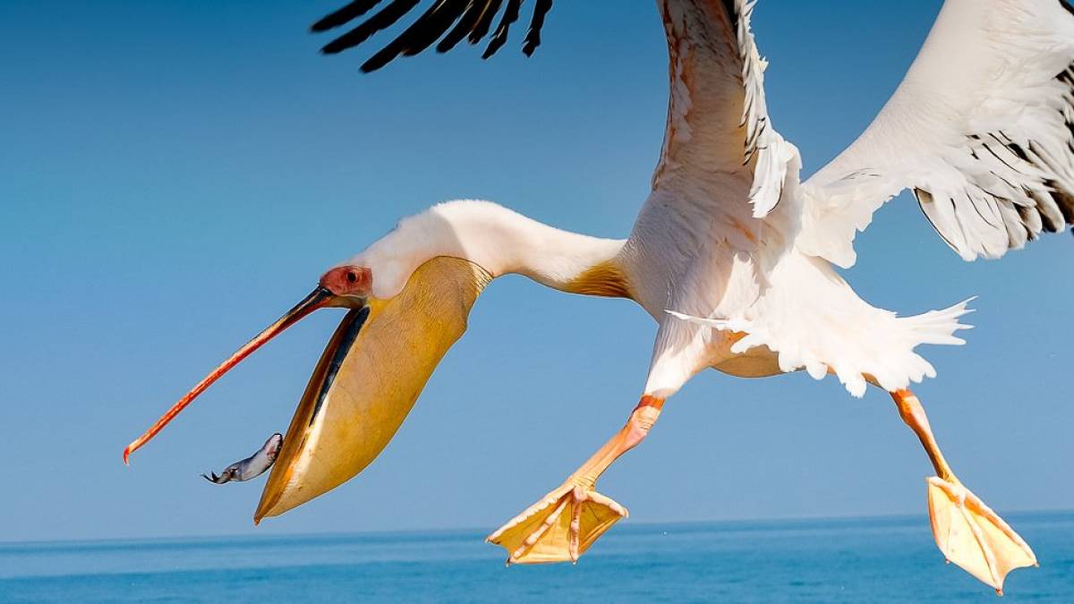 Heute gibt es Fisch! |  Dieter Lehmann / Chamleon