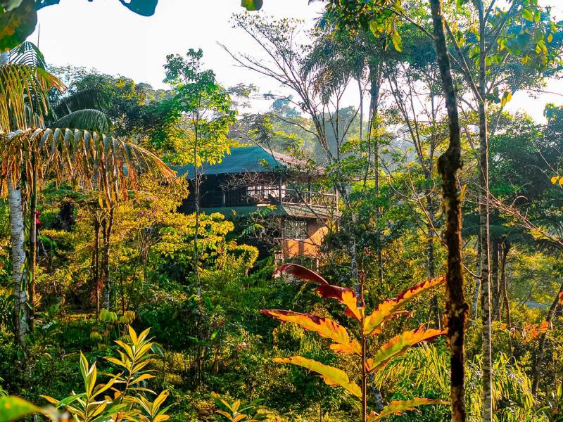 Las Cascadas Jungle Lodge |  Chamleon
