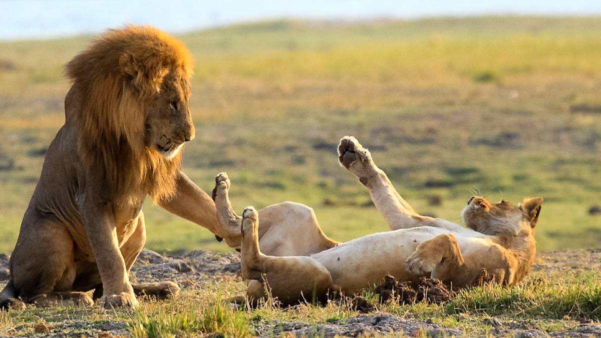 Lwenpaar |  Holger Wagenbreth / Chamleon