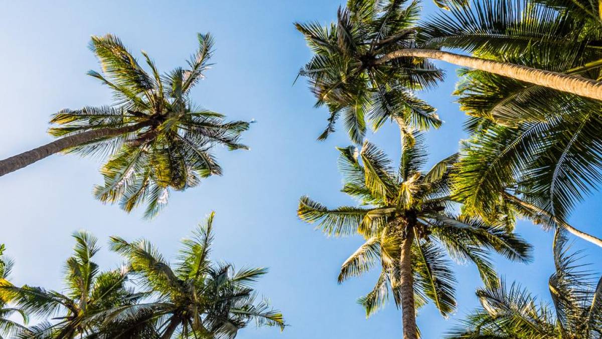 Sansibar Palmen am Strand |  Hannes Schleicher / Chamleon