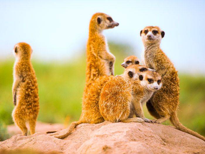 Erdmnnchenkolonie bei den Makgadikgadi-Salzpfannen |  Peter Pack, Pack Safari / Chamleon