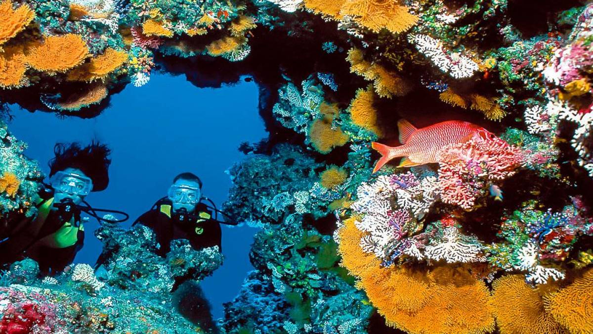 Taucher zwischen Korallenriffs |  Chamleon