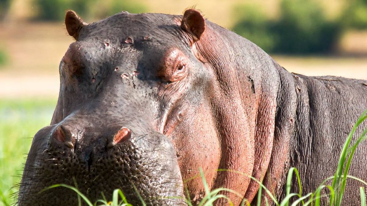 Was willst du hier? |  Karel Stipek / Chamleon