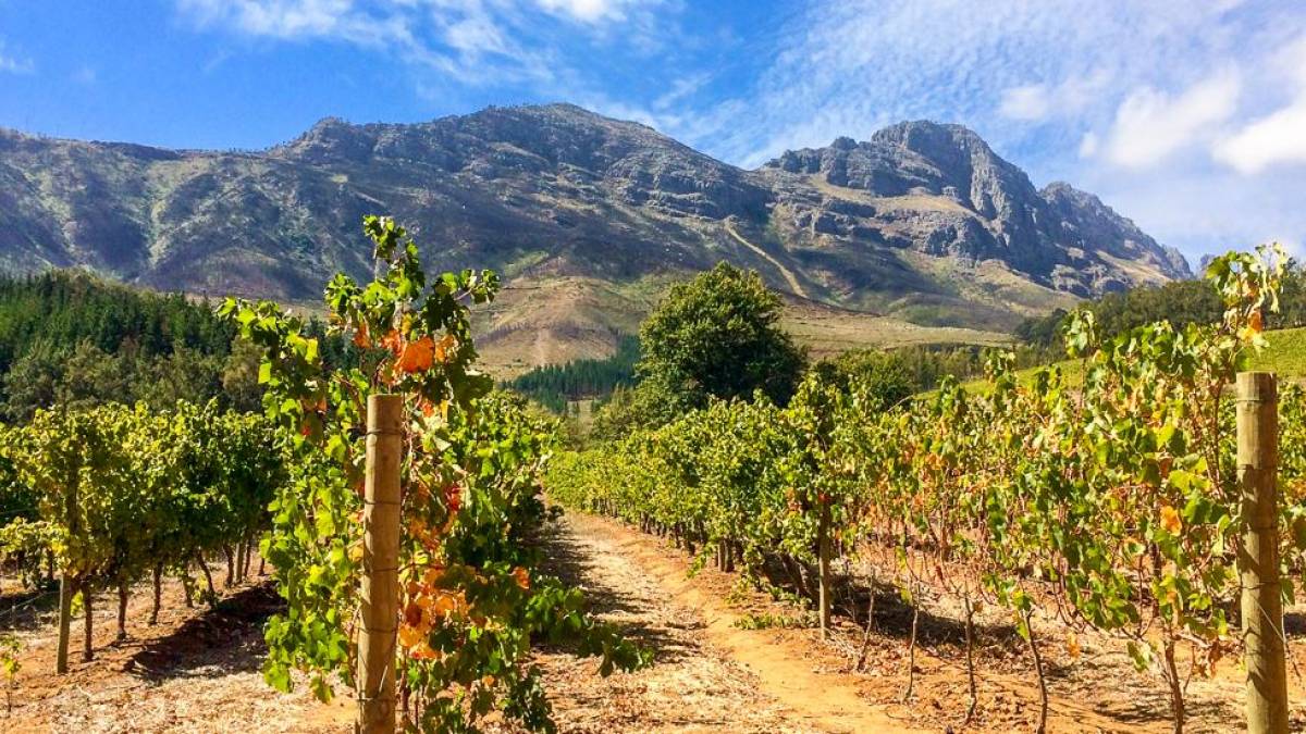 Weinberge in Stellenbosch |  Ubi Stohr / Chamleon