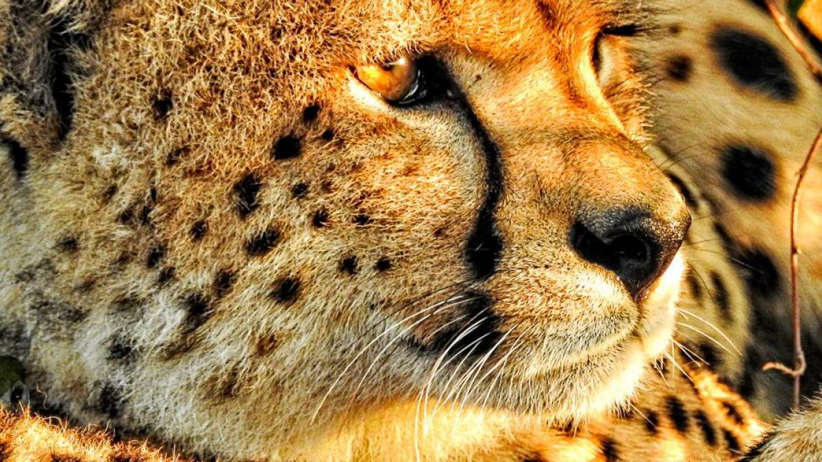 Maleika |  Susan Michel / Chamleon