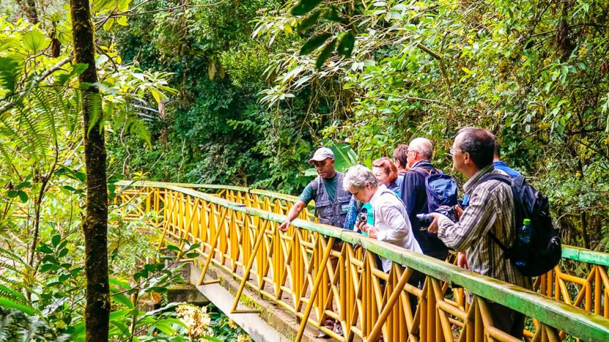 Im Ranomafana-Nationalpark |  Anne Wiborg / Chamleon
