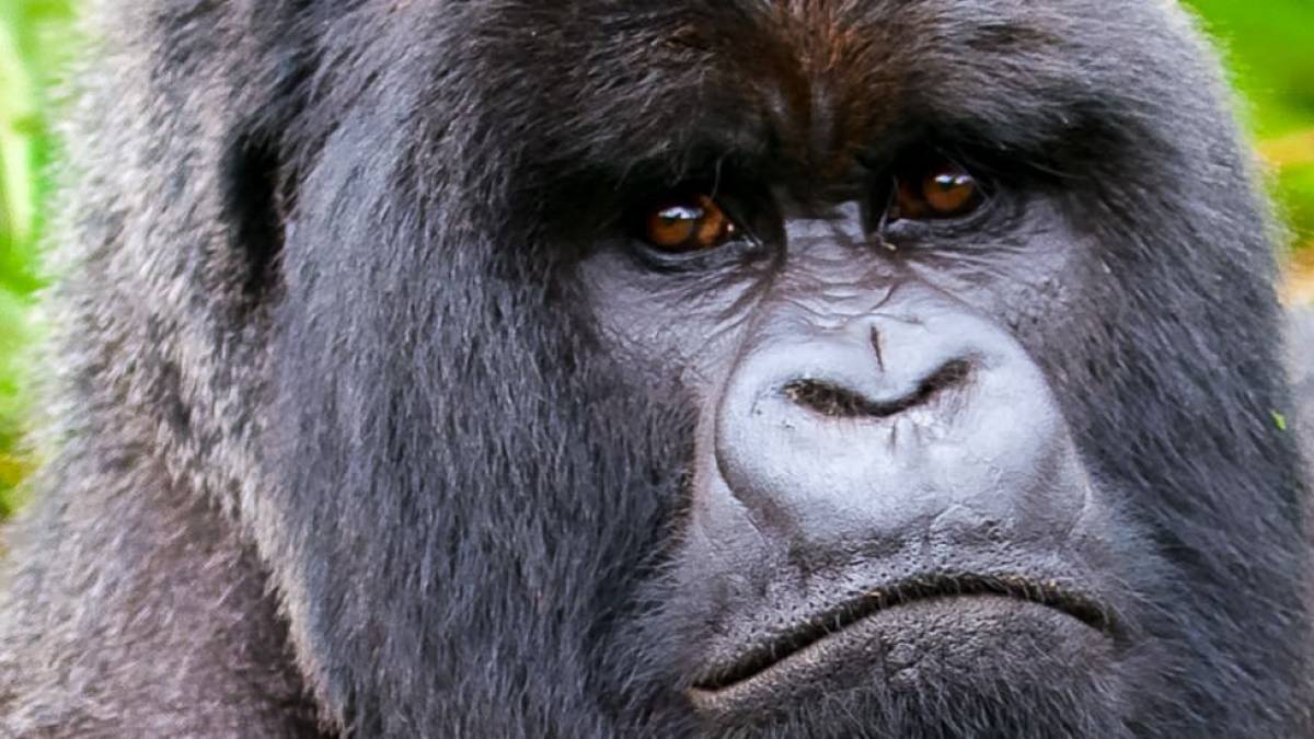 Aufmerksamer Blick |  Monika Wagenbreth / Chamleon