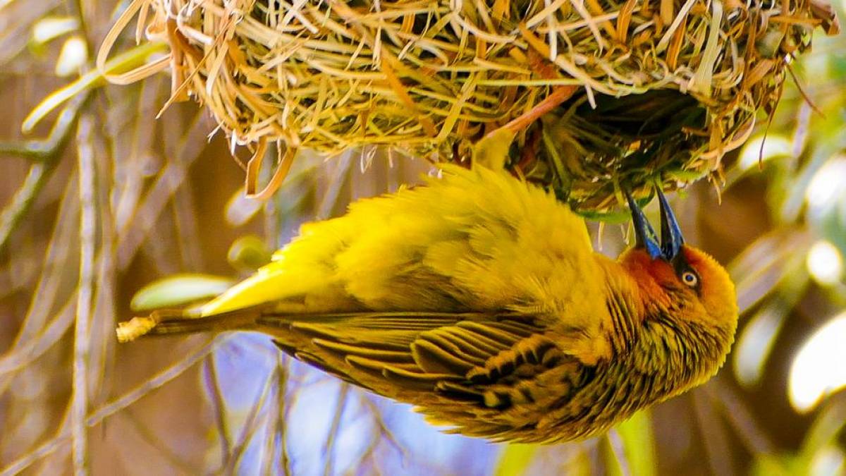 Webervogel beim Nestbau |  Jahann Josef Schfer / Chamleon