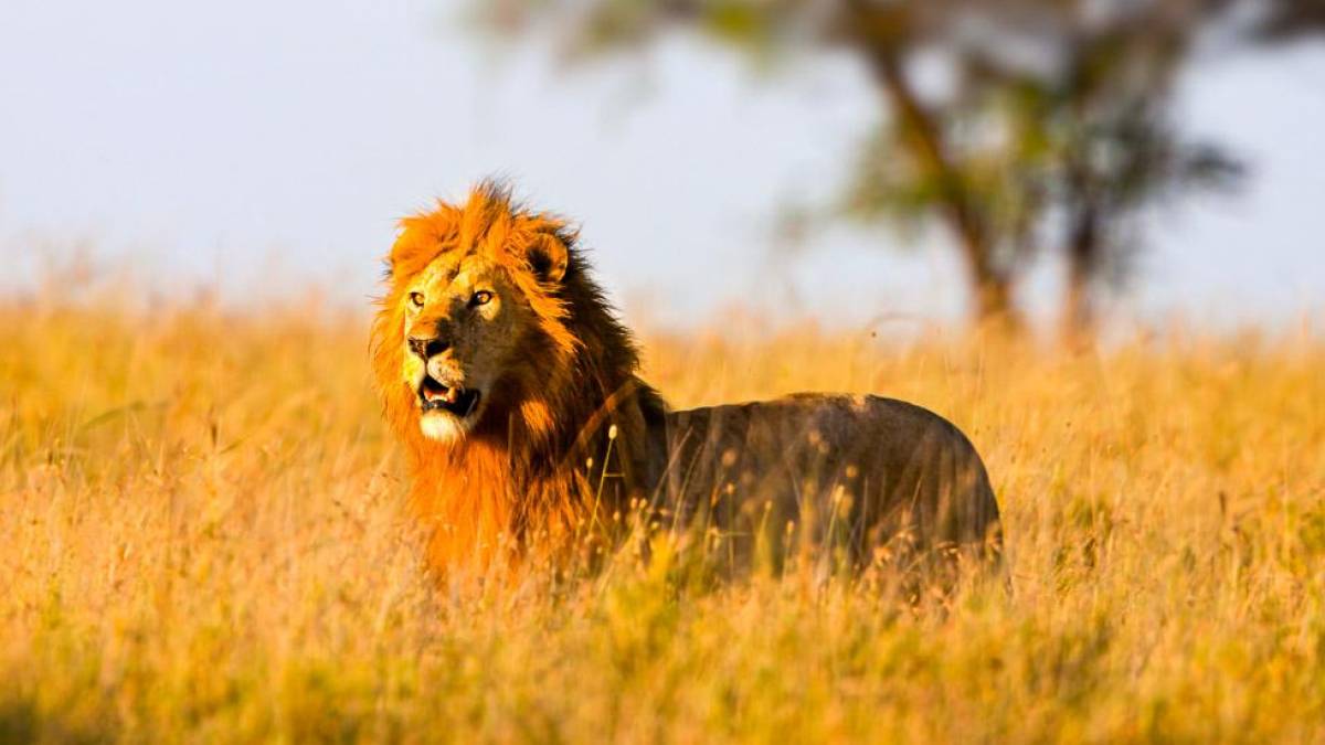 Lwe auf der Jagd in der Serengeti |  Margret Meyer / Chamleon