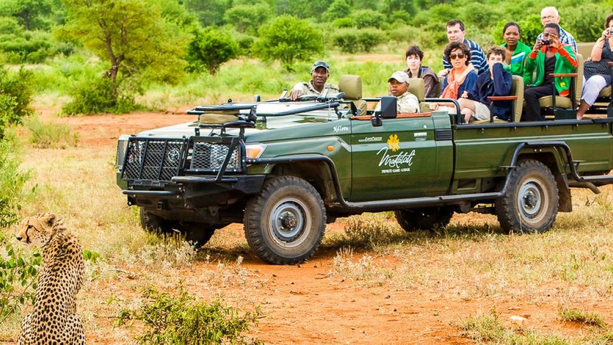 Reisegruppe beobachtet einen Geparden |  Ann & Steve Toon, Makalali Lodge / Chamleon