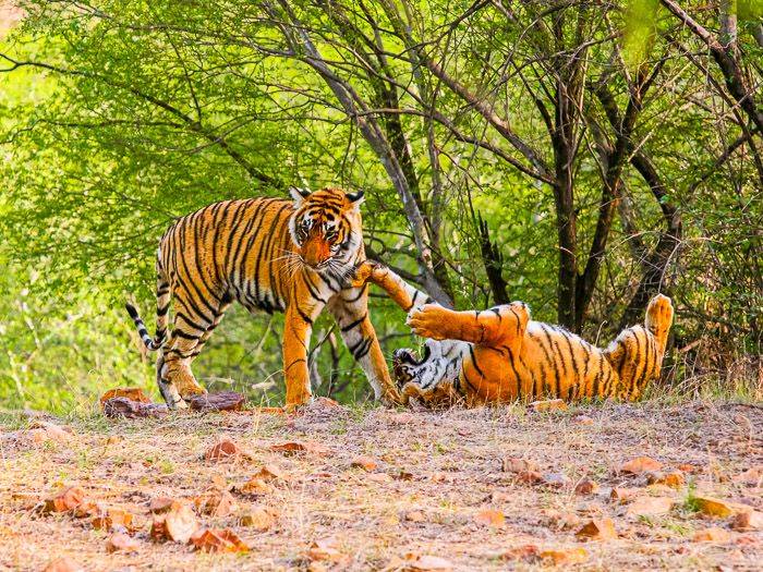Spielende Jungtiger |  Sita Travel India / Chamleon