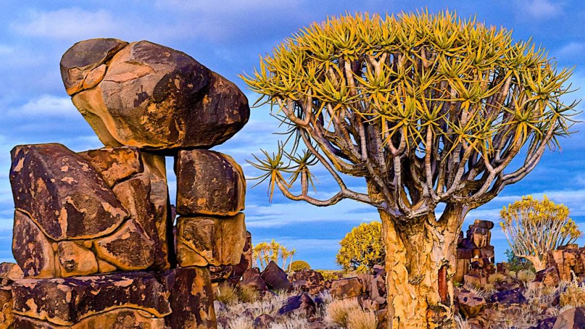 Kcherbaumwald am Mesosaurus Fossil Camp |  Peter Pack, Pack Safari / Chamleon