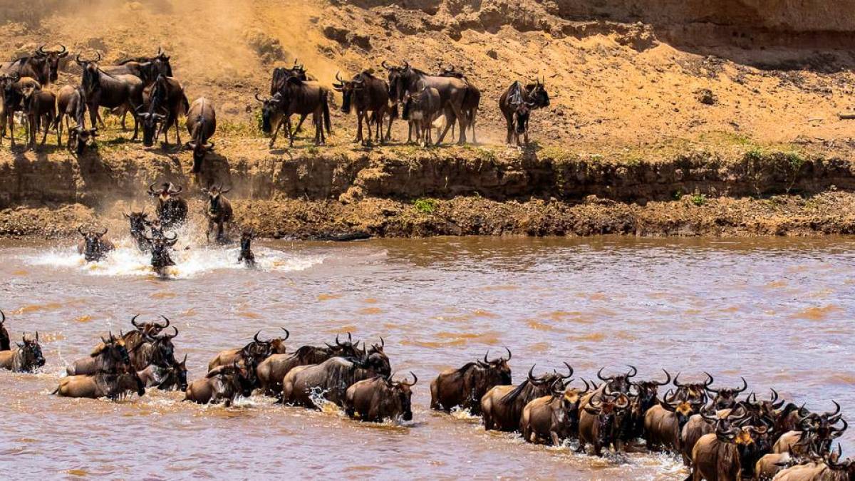Wanderung der Gnus durch den Flu Mara |  Sebastian Schulze / Chamleon