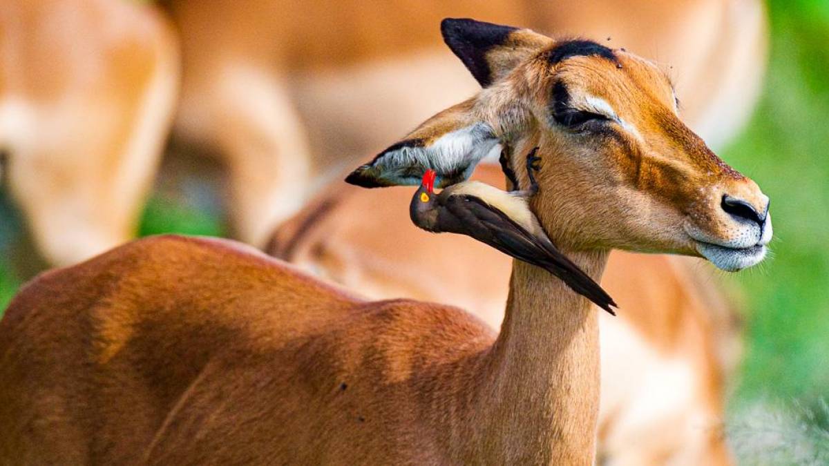 Ohrpflege bei den Ompalas |  Peter Pack, Pack Safari / Chamleon