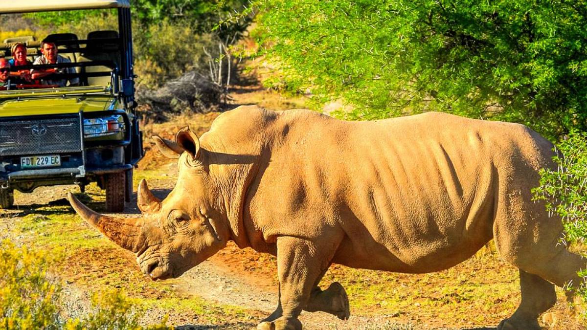 Pirschfahrt im Naturreservat |  Chamleon