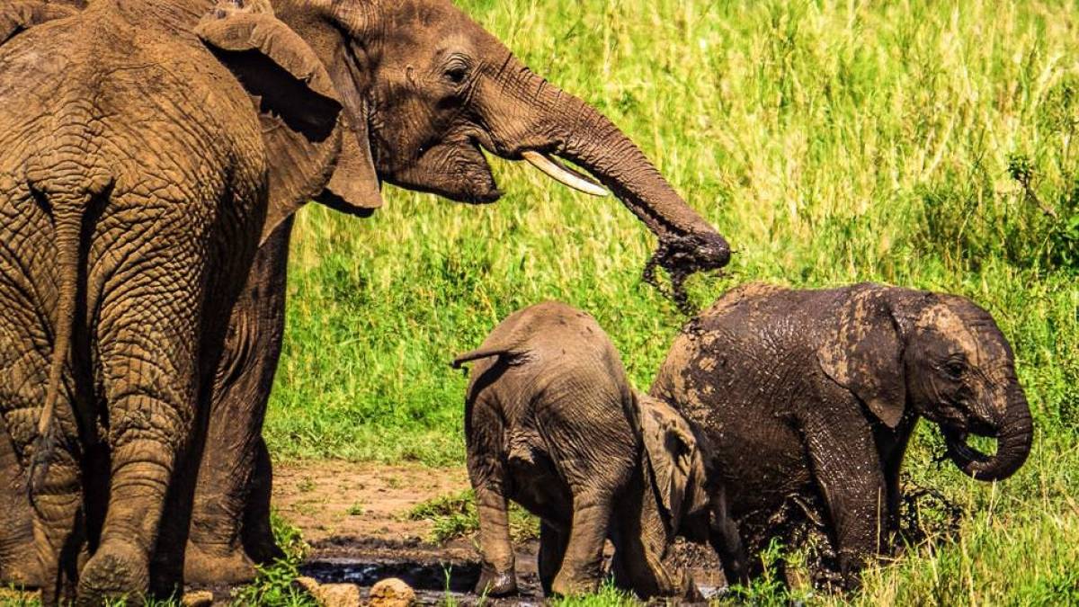 Elefanten in der Serengeti |  Hannes Schleicher / Chamleon