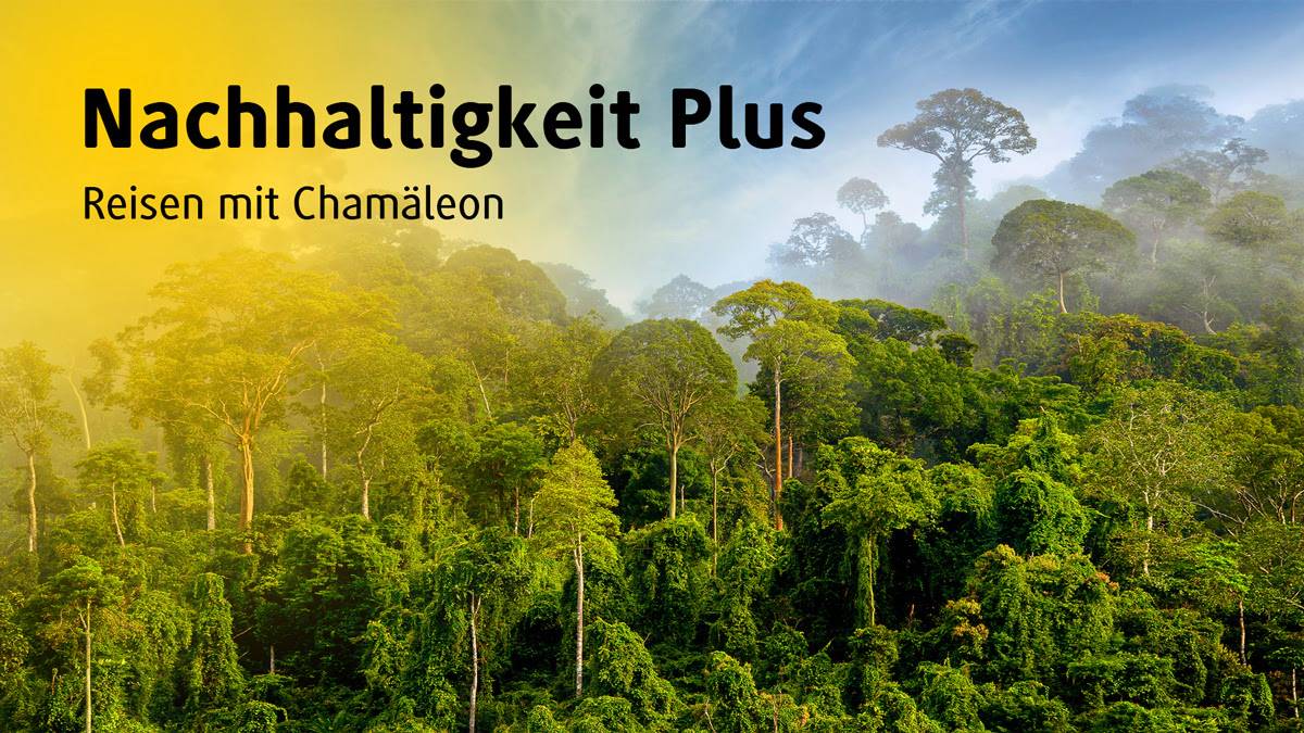 Nachhaltigkeit Plus - Regenwald