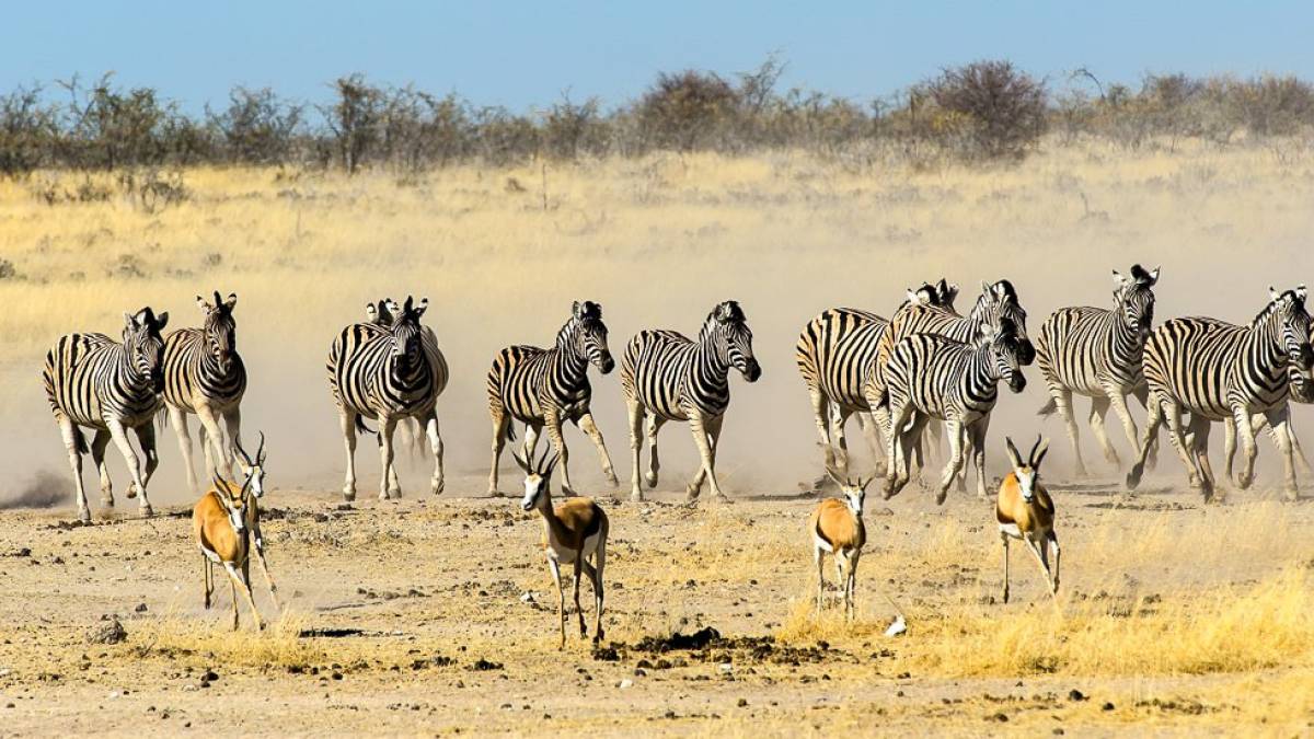 Zebras auf der Flucht |  Anton Obermayer / Chamleon