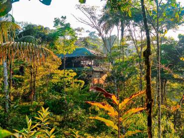 Las Cascadas Jungle Lodge |  Chamleon
