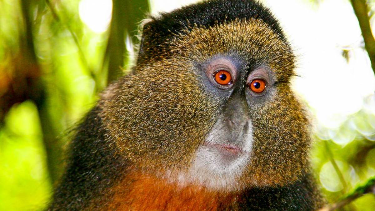 Goldmeerkatze |  Wolfgang Patczowsky / Chamleon