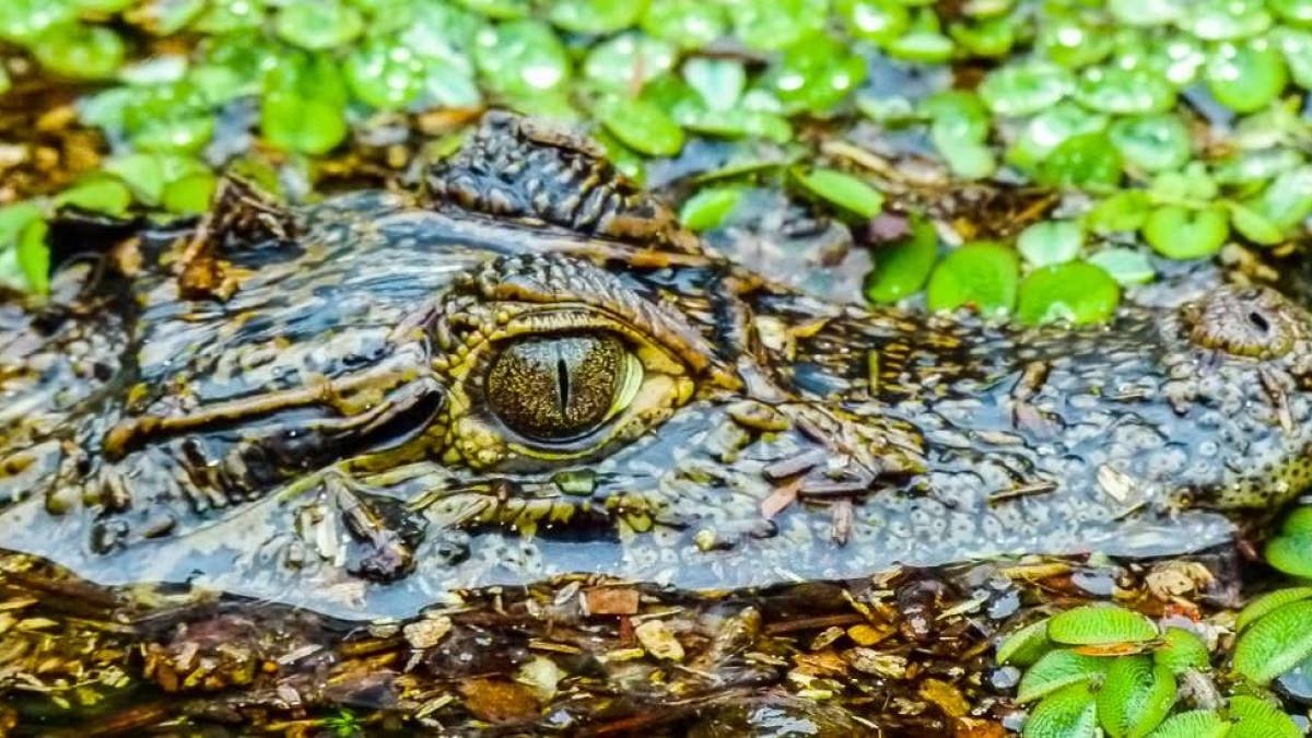 Kaiman |  Rainer Sartorius / Chamleon