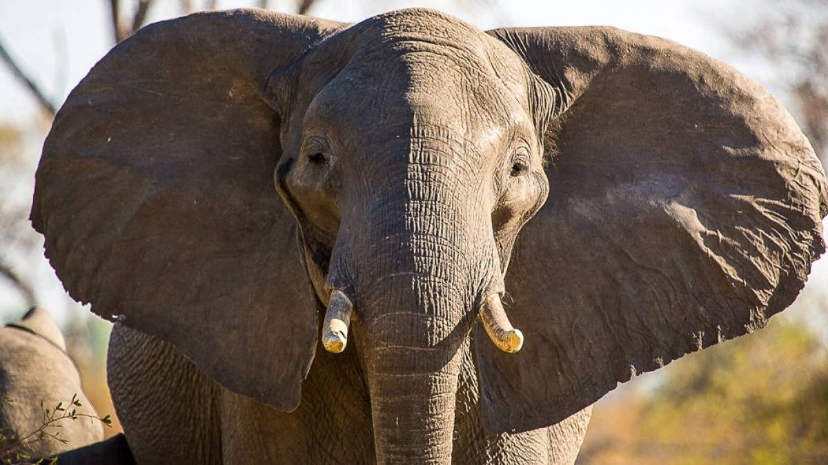 Elefant im Mudumu-Nationalpark |  Heidi Obermayer / Chamleon