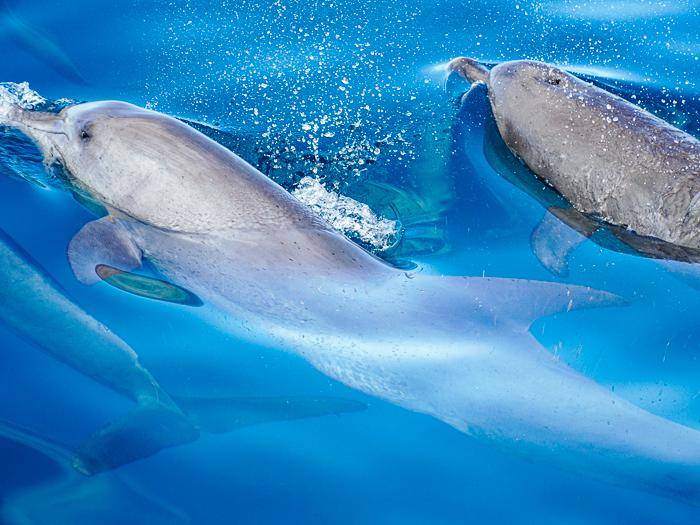 Delfine neben dem Boot |  Susanne Schulz / Chamleon