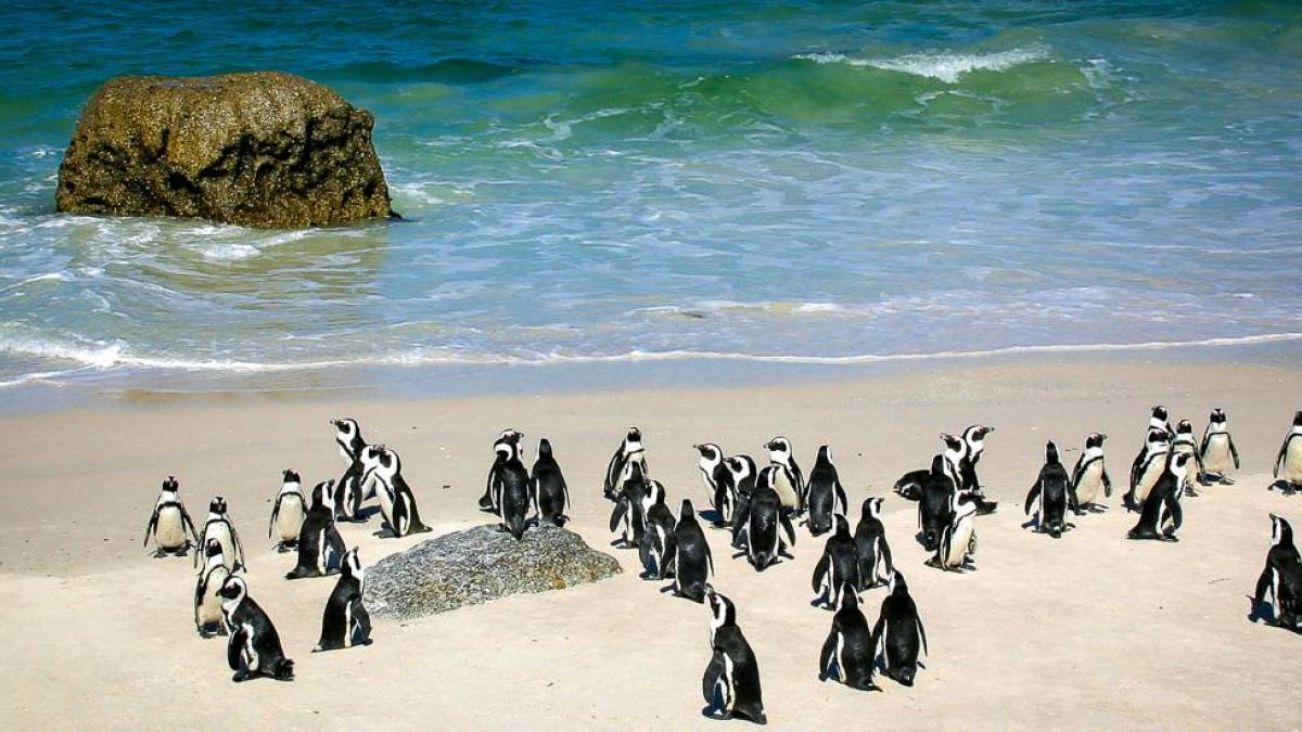Brillenpinguine am Boulders Beach |  Karin Hartwig / Chamleon