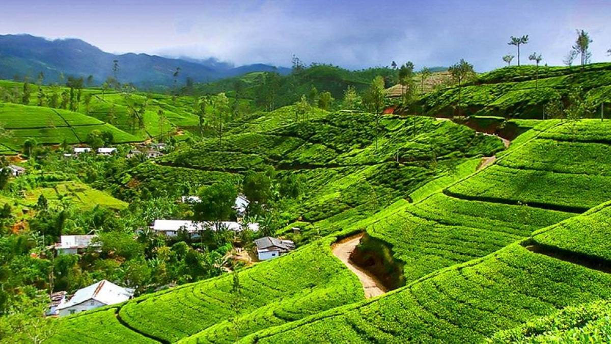 Teeplantagen auf den Nuwara Eliya Terrassen |  Udaya Wijesoma / Chamleon