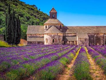 Lavendelfeld vor der Abbaye de Snanque