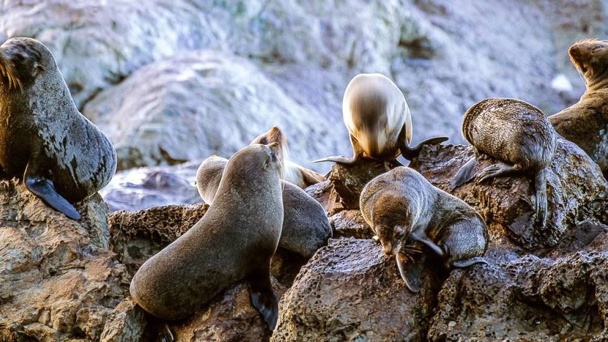 Robben an der Felskste bei Kaikoura |  Dirk Bleyer/ Chamleon