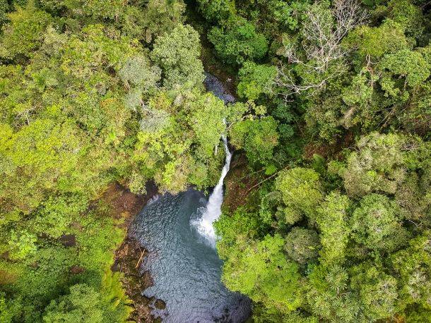 Regenwald von oben |  Chamleon