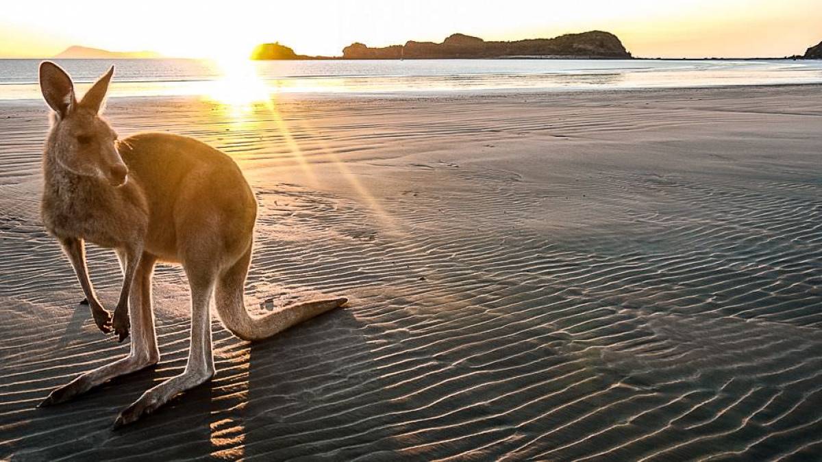 Knguruh am Strand |  Martin Wasilewski / Chamleon
