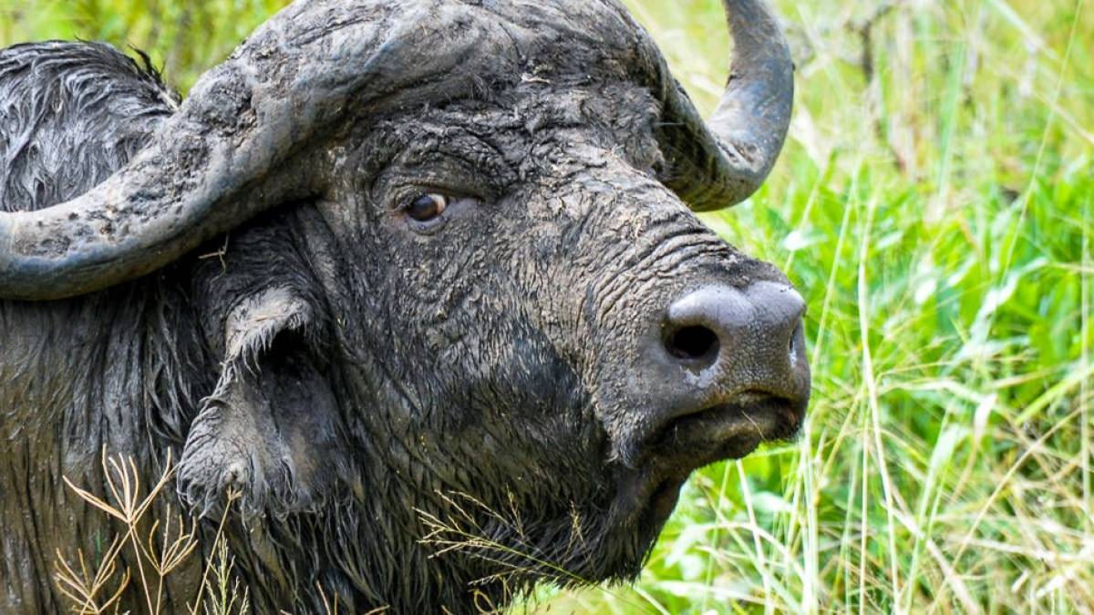 Bffelportrt |  Martina Hassenburs / Chamleon