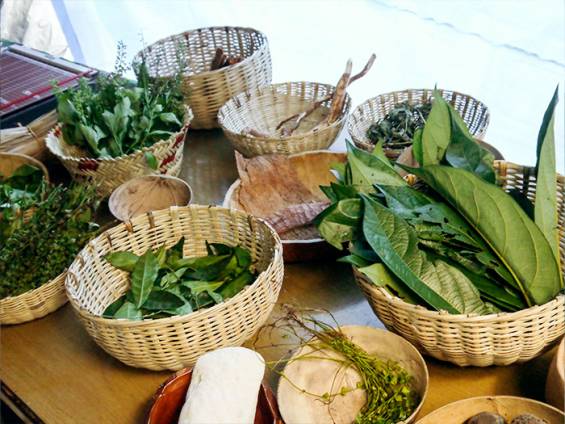 Maya Medizinalpflanzen |  Nina Bker, Chamleon Reisen