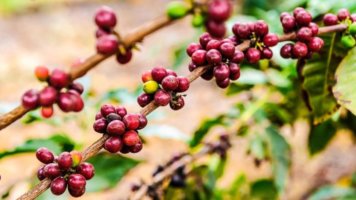 Kaffebohnen am Strauch |  Kai-Uwe Kchler / Chamleon