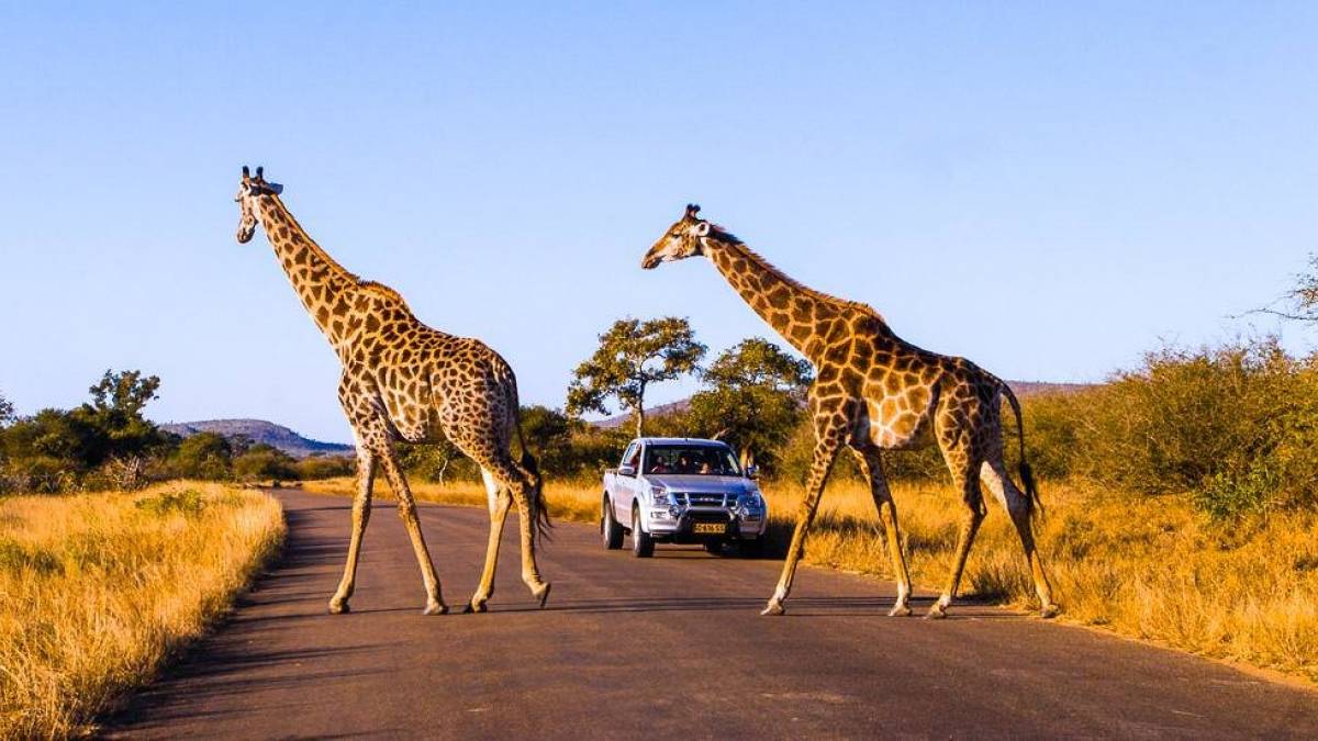 Giraffen im Krger-Nationalpark |  Dirk Bleyer / Chamleon