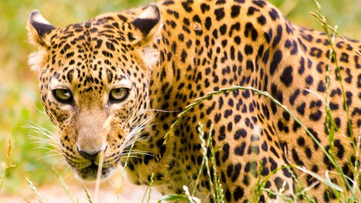 Leopard |  Udaya Wijesoma / Chamleon