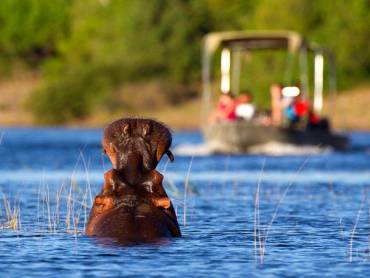Boot auf dem Chobe nhert sich einem Flusspferd