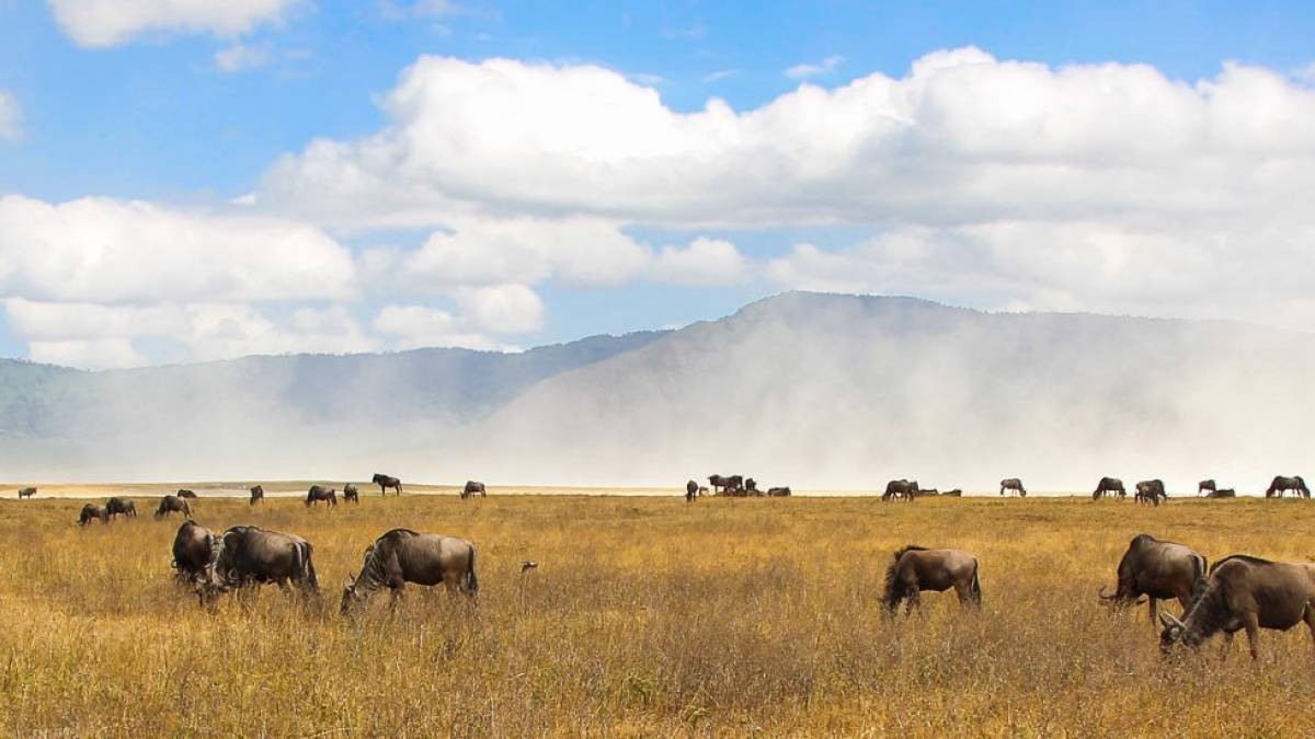 Ngorongoro Krater |  Heike Neumann / Chamleon