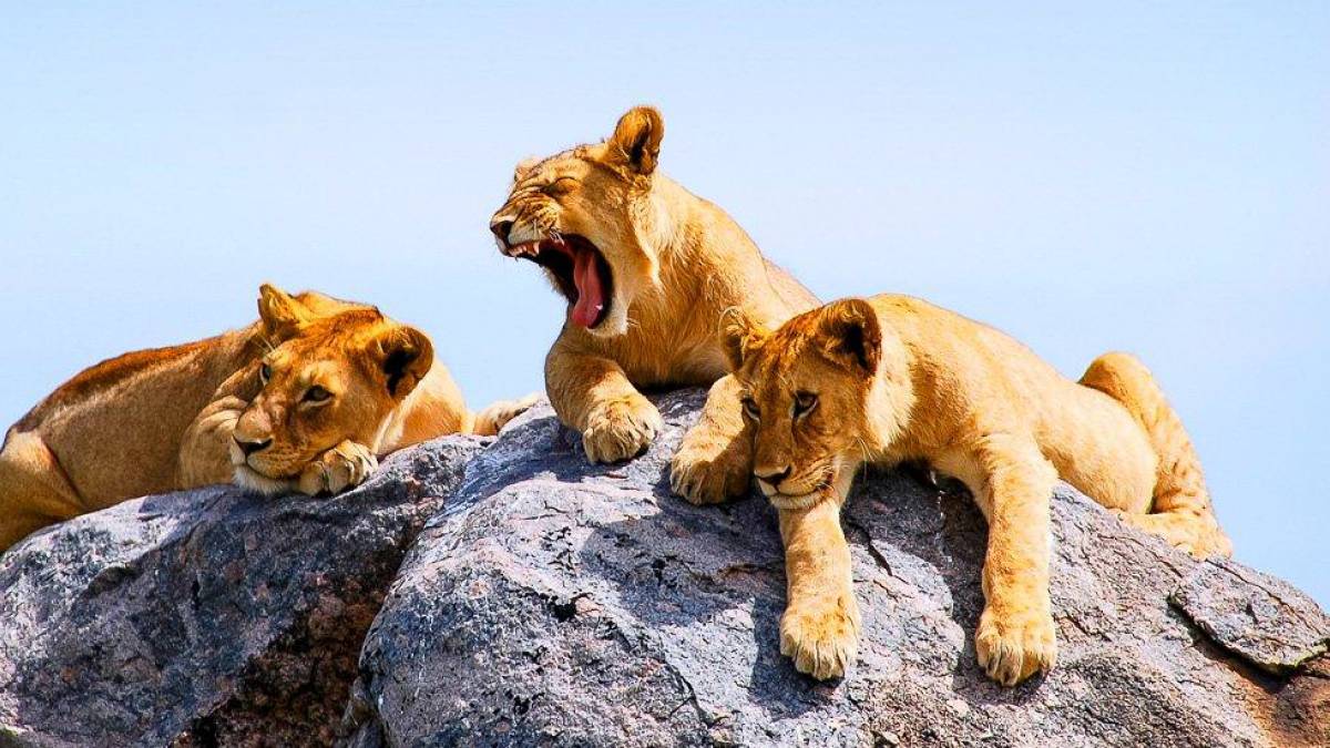 Junge Lwen dsen auf einem Felsen |  Carolin Heinisch / Chamleon