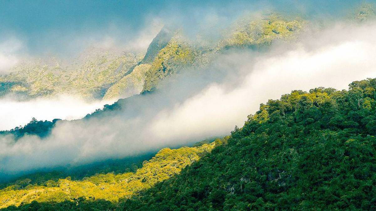 Bergregenwald in Tansania |  Hatari Lodge / Chamleon