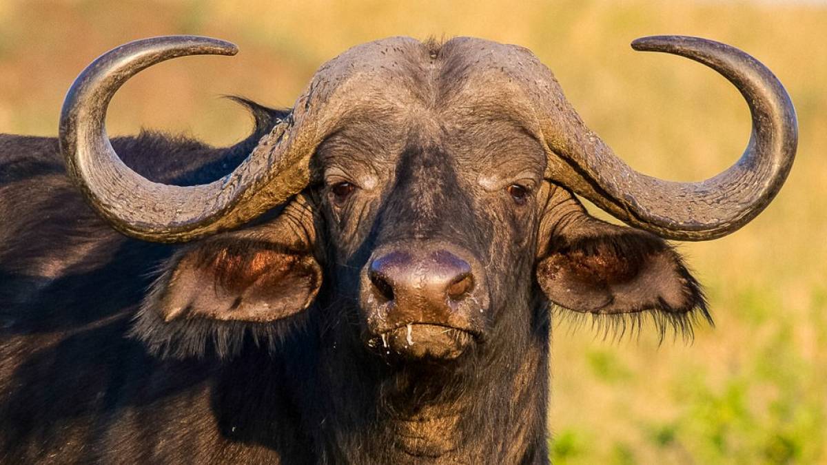 Afrikanischer Kaffernbffel im Abendlicht |  Holger Wagenbreth / Chamleon