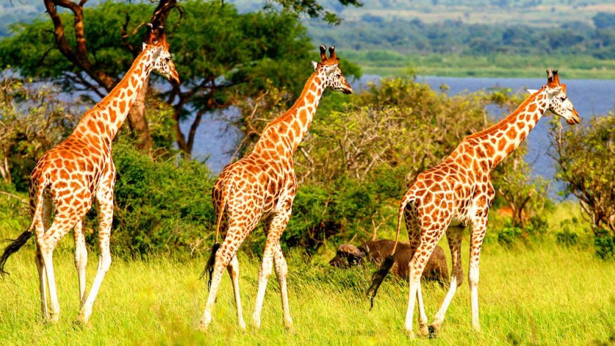 Rothschildgiraffe |  Wolfgang Patczowsky / Chamleon