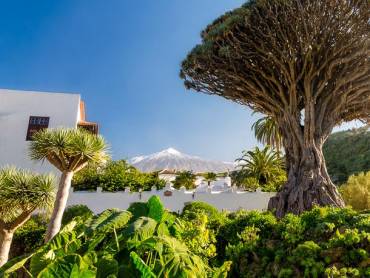 Drachenbaum und Teide