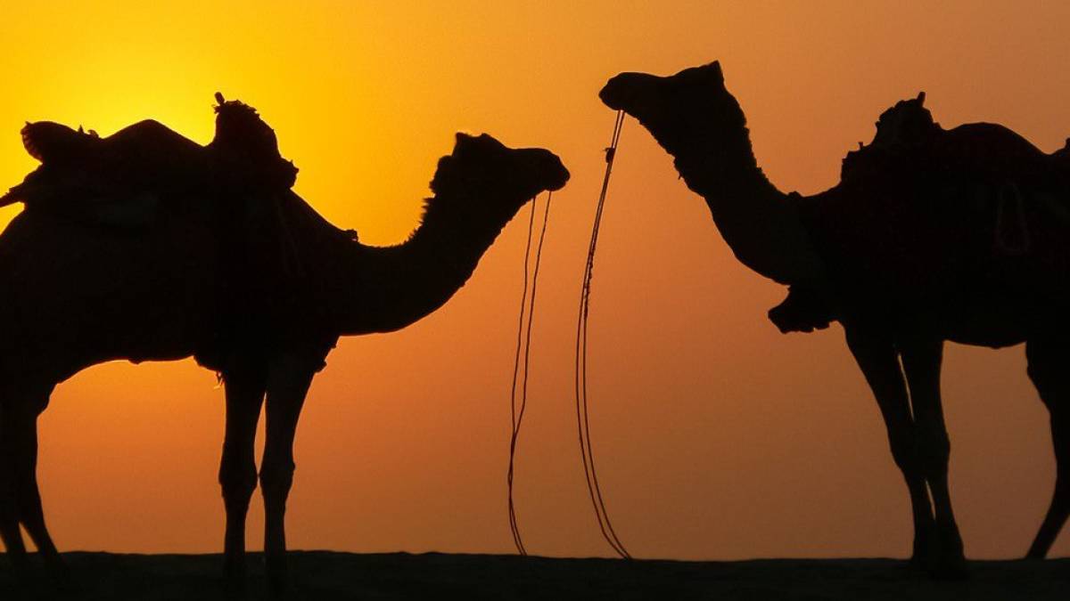 Kamele bei Sonnenuntergang |  Eheleute Mattner / Chamleon