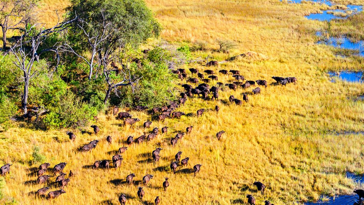 Okavango Delta aus der Luft |  Kai-Uwe Kchler, Art & Adventure / Chamleon